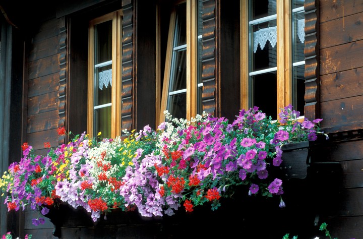 Nova zahrada - muskaty